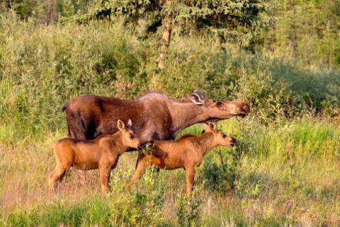 Bild på Mother moose with two babies