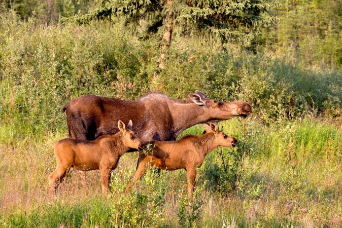 Afbeeldingen van Mother moose with two babies