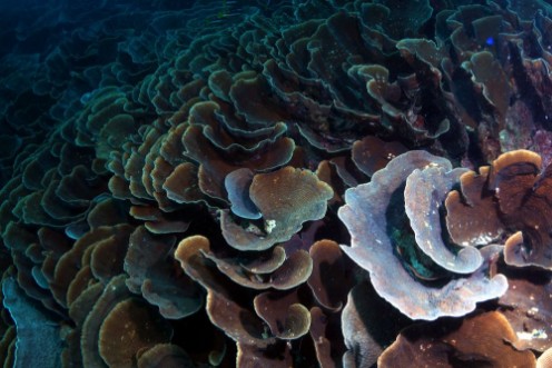 Afbeeldingen van Corals in raja ampat in indonesia