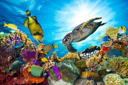 Afbeeldingen van Underwater sea life coral reef panorama with many fishes and marine animals
