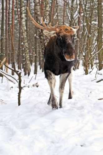 Bild på Elk winter