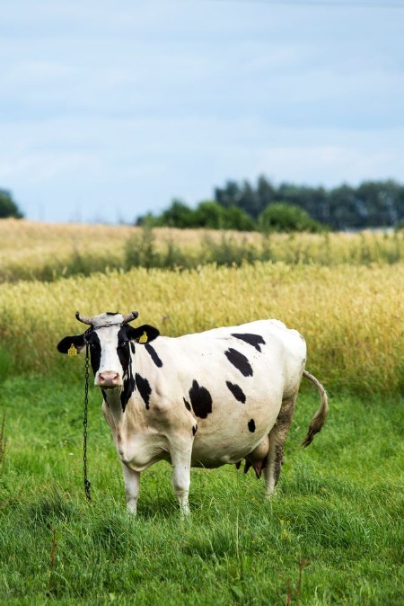 Bild på Cow