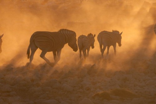 Afbeeldingen van Zebras walking into a dusty sunset