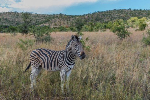 Bild på Zebra Pilanesberg national park South Africa