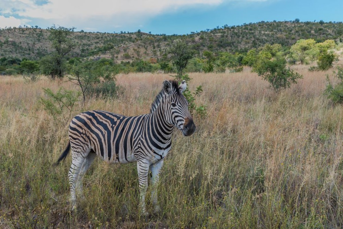 Afbeeldingen van Zebra Pilanesberg national park South Africa