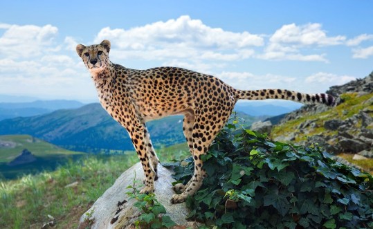 Picture of Cheetah standing on stone