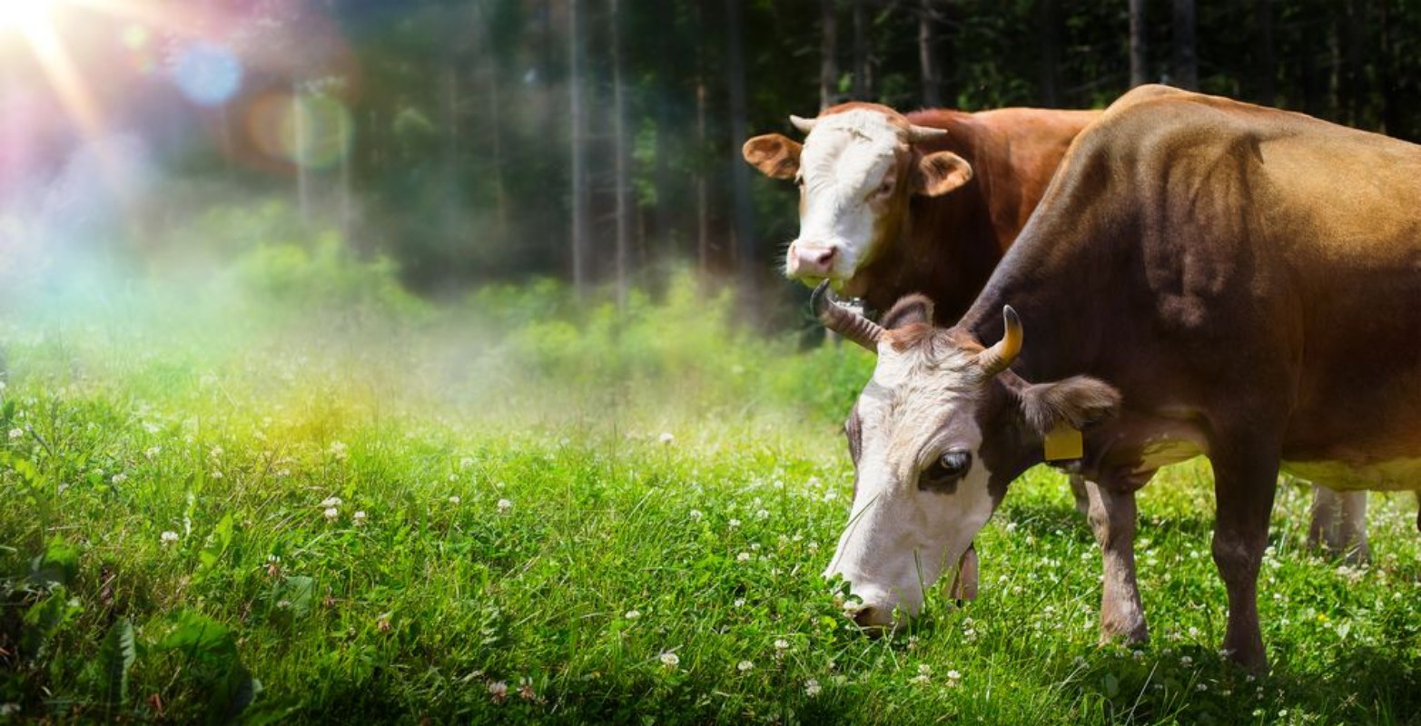 Bild på Art cow grazing in a mountain meadow