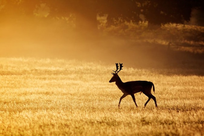 Afbeeldingen van A fallow deer buck silhouette 