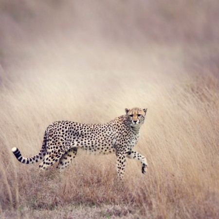 Picture of Cheetah Walking