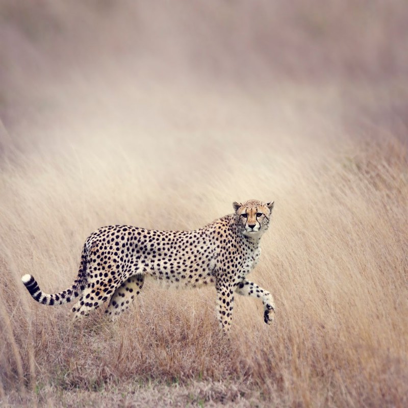 Image de Cheetah Walking