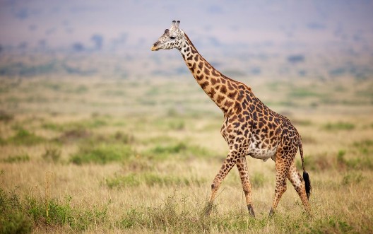 Afbeeldingen van Giraffe walking in Kenya