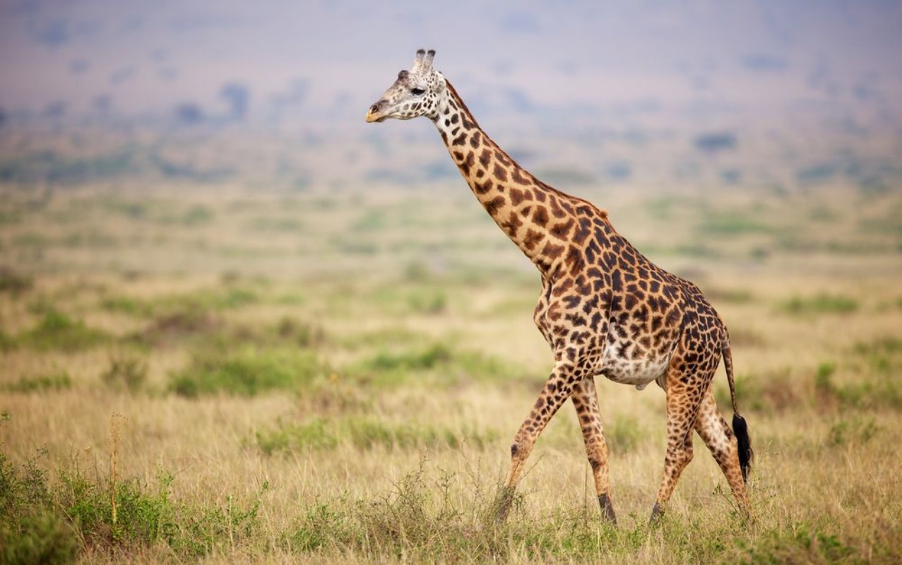 Afbeeldingen van Giraffe walking in Kenya