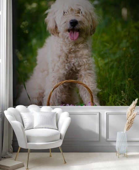 Picture of Poodle metis dog