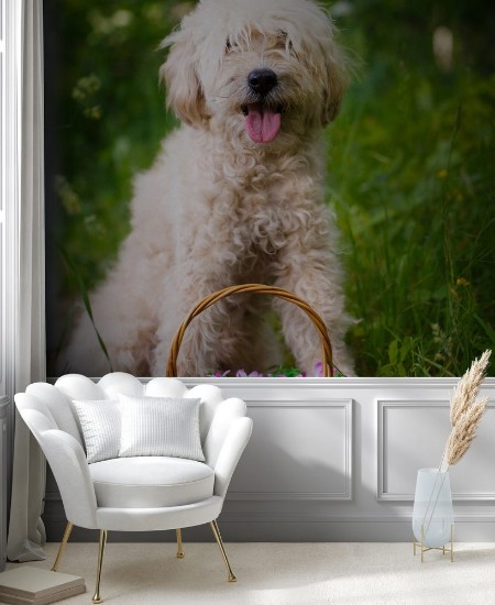 Image de Poodle metis dog