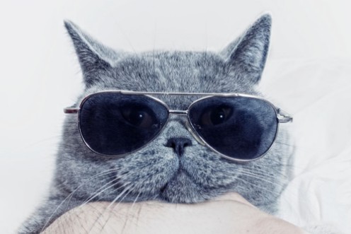 Picture of Funny muzzle of gray cat in sunglasses