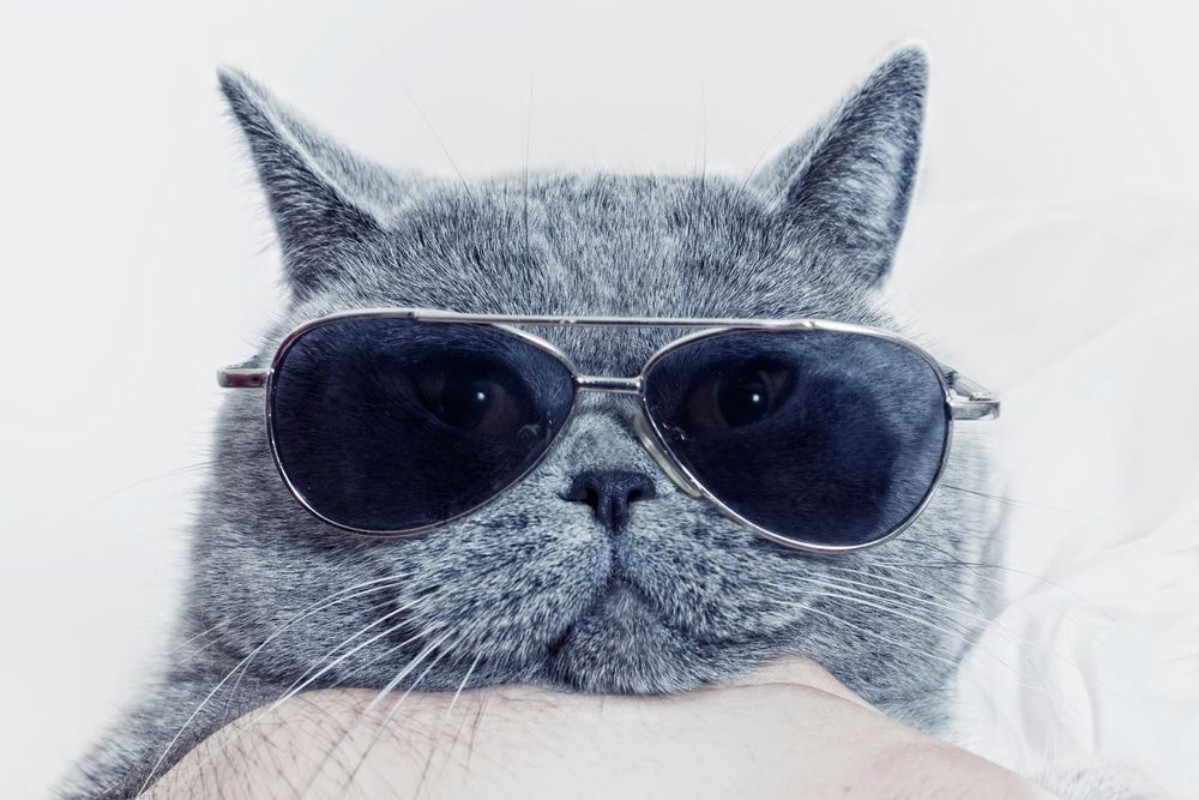 Afbeeldingen van Funny muzzle of gray cat in sunglasses