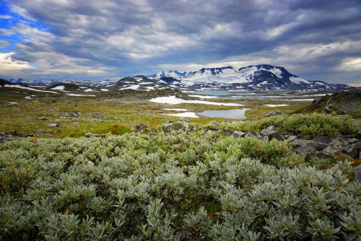 Afbeeldingen van Tundra Jotunheim Norway