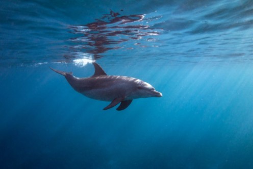 Surface dolphin photowallpaper Scandiwall