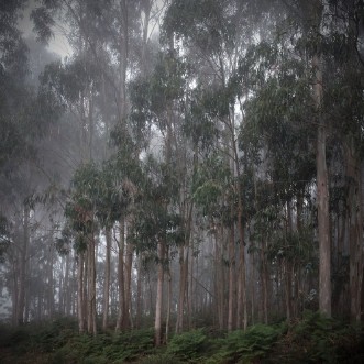Afbeeldingen van Eukalyptuswald im Nebel