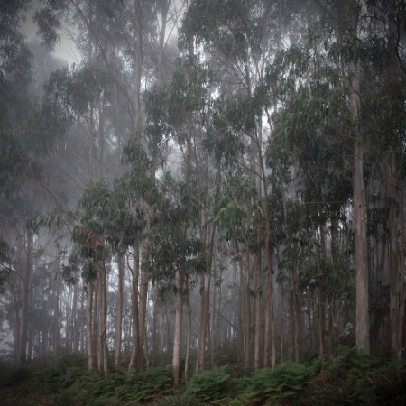 Eukalyptuswald im Nebel photowallpaper Scandiwall