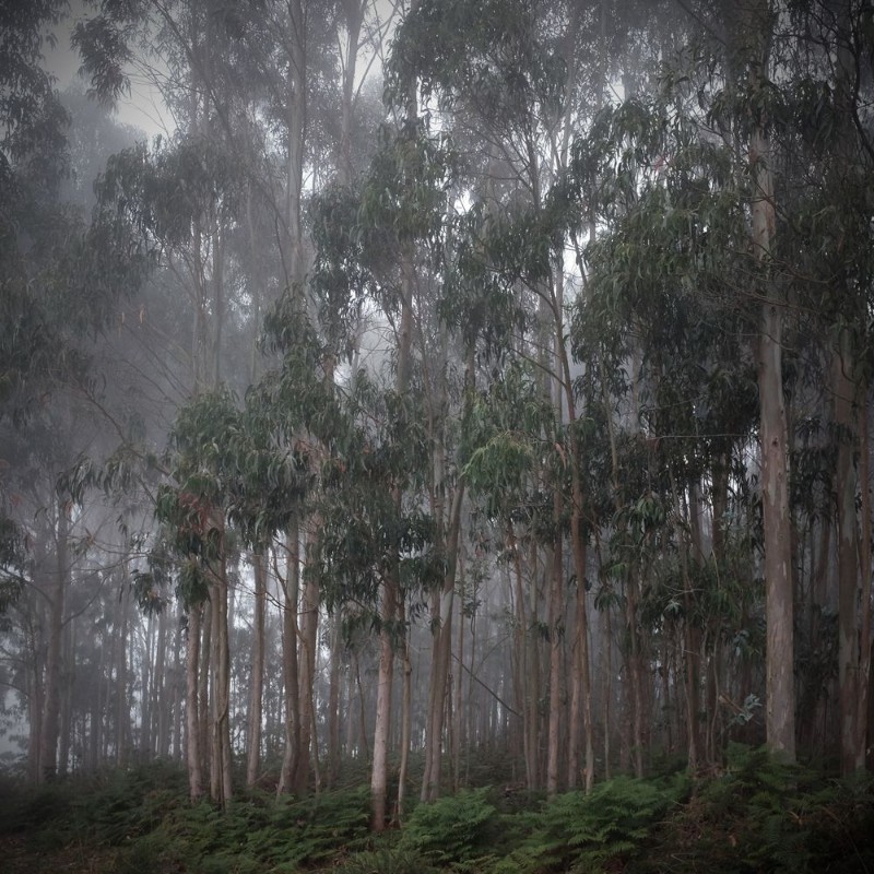 Bild på Eukalyptuswald im Nebel