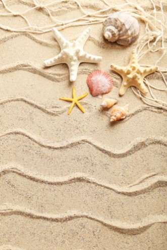 Bild på Sea shells on a beach sand