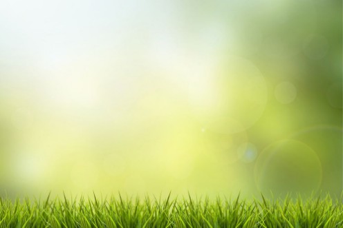 Picture of Grass and green nature blurred background