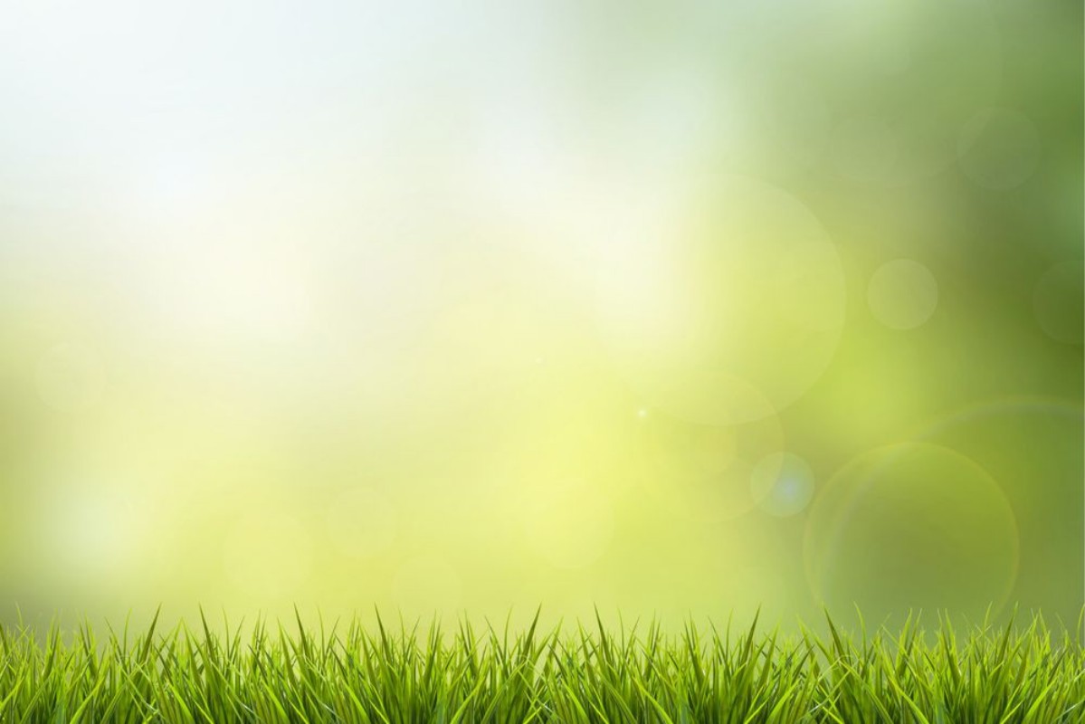 Bild på Grass and green nature blurred background