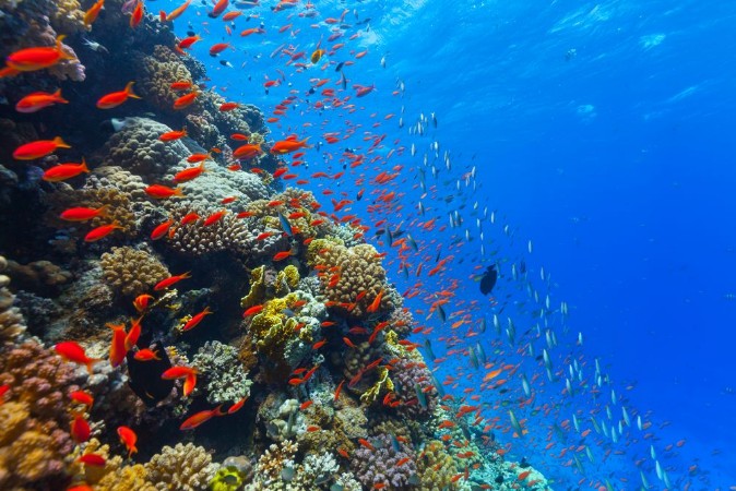 Afbeeldingen van Underwater coral reef