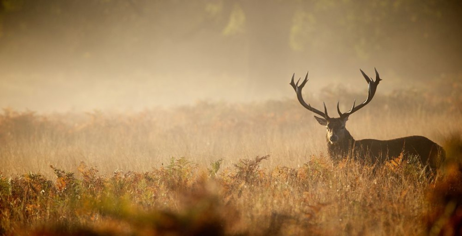 Afbeeldingen van Red deer stag silhouette in the mist