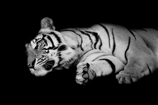 Bild på Black  white tiger sleep on ones side isolated on black backgr