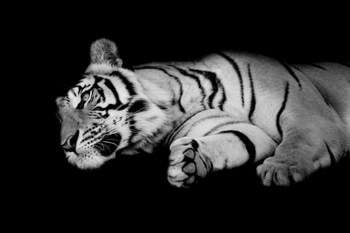 Picture of Black  white tiger sleep on ones side isolated on black backgr