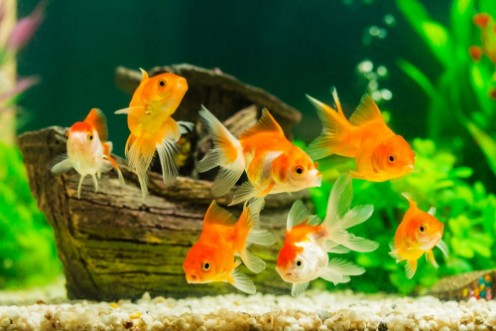 Afbeeldingen van Goldfish in aquarium with green plants
