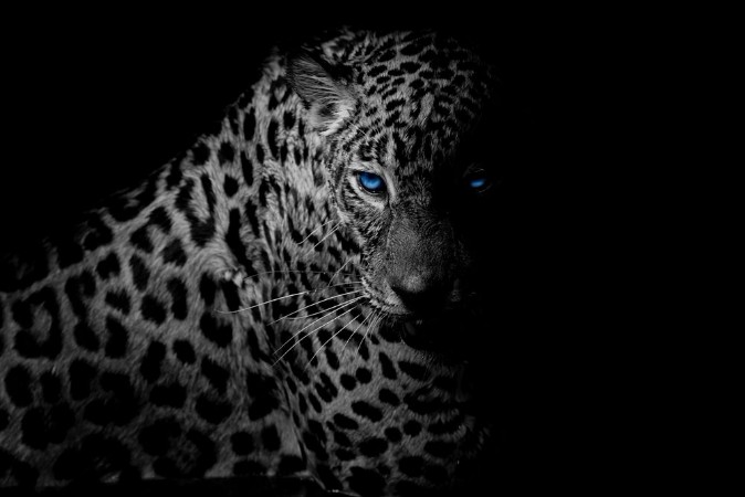 Picture of Black white Leopard portrait isolate on black background