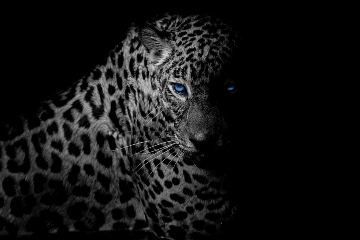 Picture of Black  white Leopard portrait isolate on black background