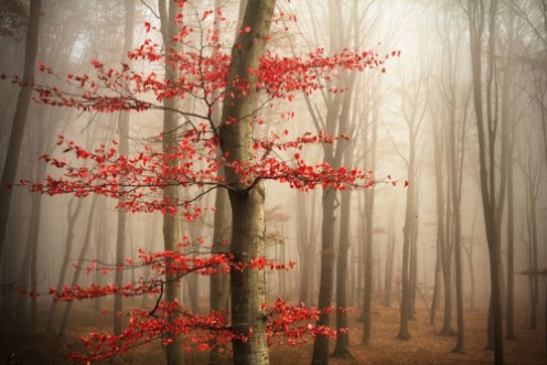 Bild på Red tree in misty forest