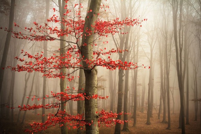 Picture of Red tree in misty forest