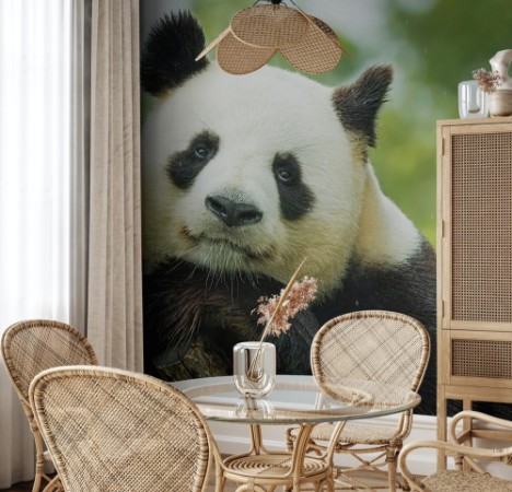 Bild på Panda Portrait