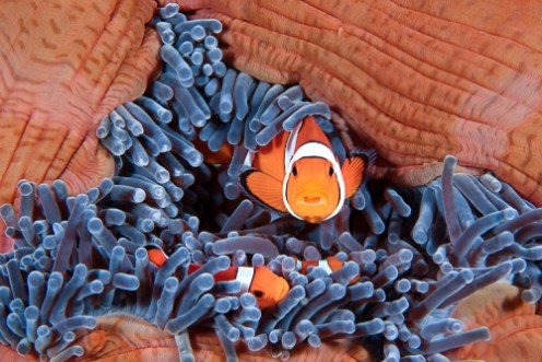Afbeeldingen van Clownfish family Amphiprion ocellaris