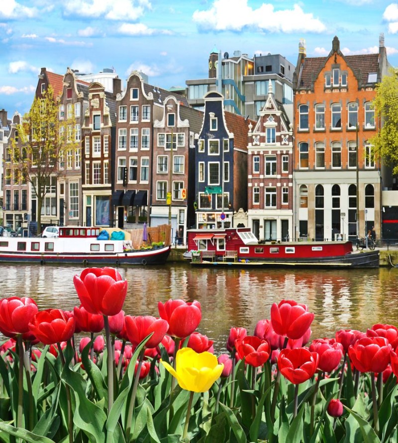 Afbeeldingen van Beautiful landscape with tulips and houses in Amsterdam Holland