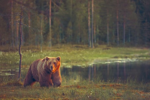 Afbeeldingen van Big male bear walking in the bog at sunset