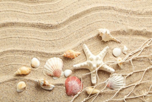 Afbeeldingen van Sea shells on a beach sand