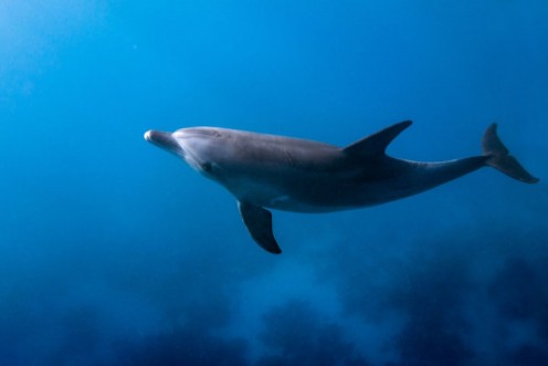 Bild på Dolphin Looking Up