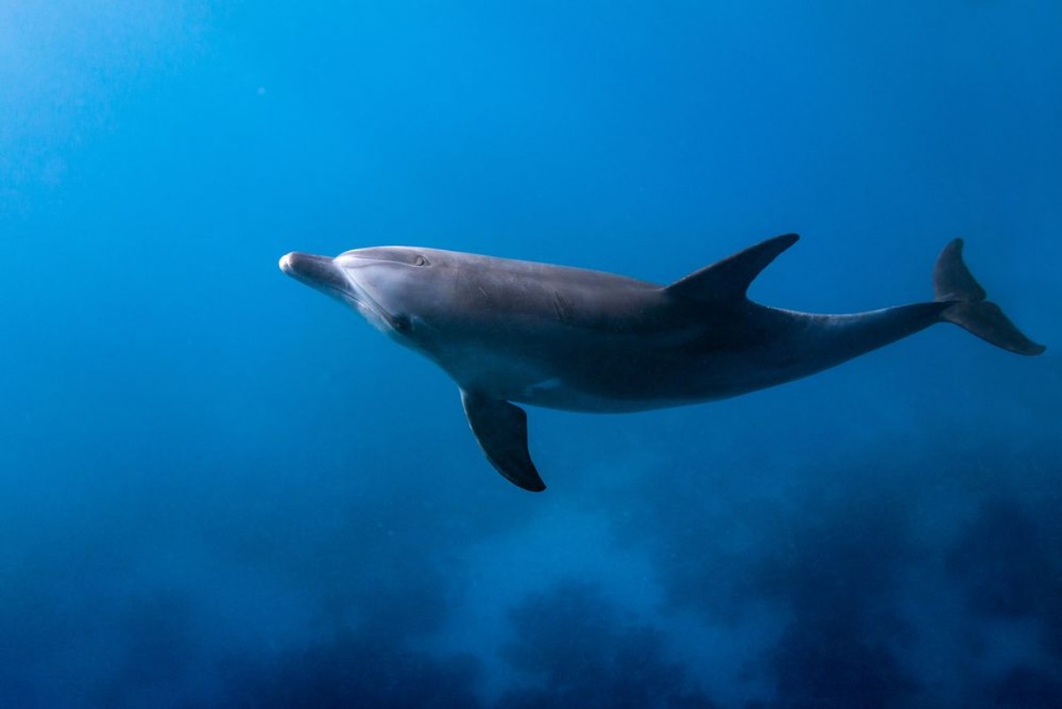 Picture of Dolphin Looking Up