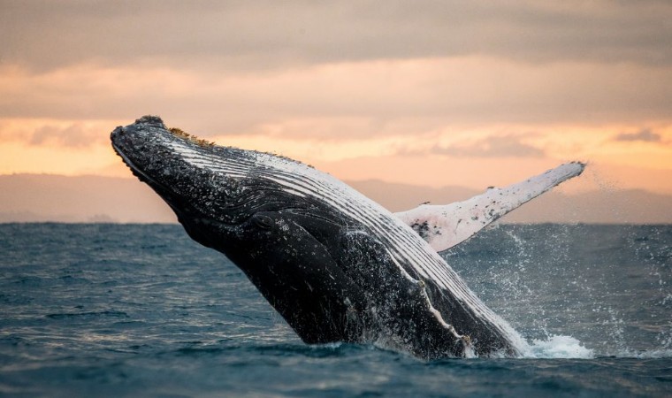 Picture of Jumping humpback whale over water Madagascar at sunset