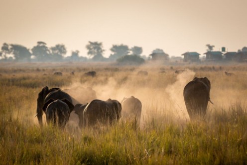 Afbeeldingen van Beautiful wildlife at Chobe National Park Botswana