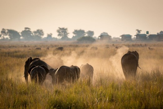 Picture of Beautiful wildlife at Chobe National Park Botswana