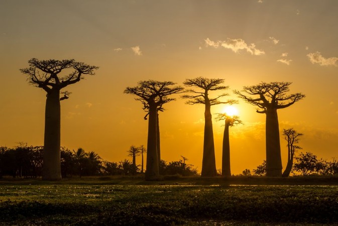 Afbeeldingen van Evening in Baobab avenue