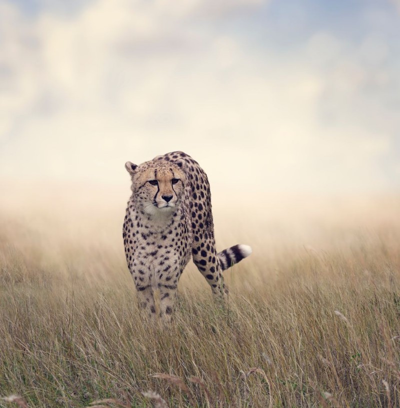 Afbeeldingen van Cheetah