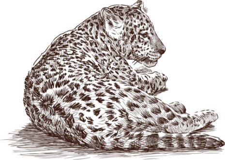 Afbeeldingen van Leopard cub